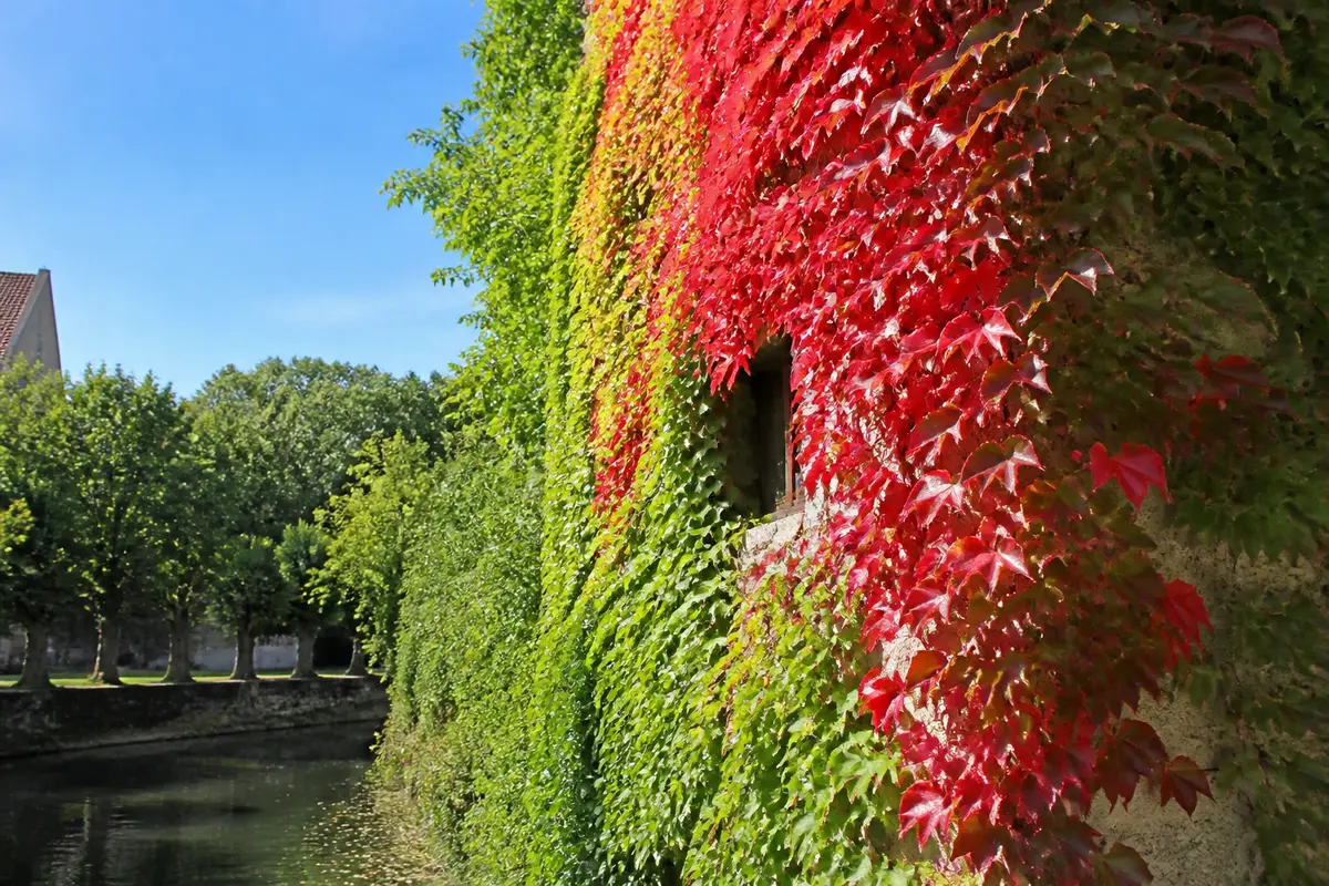 Couleurs complémentaires du rouge : Comment les choisir et associer ?